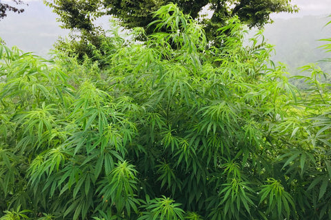 Bhang Plant