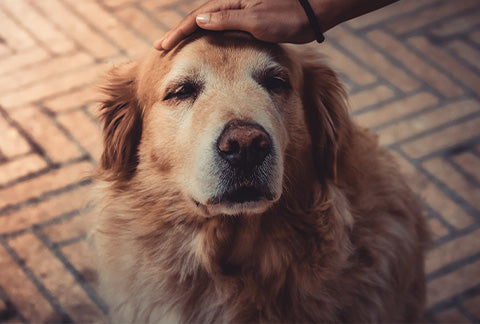 Using Cannabis on Older and ageing Pets