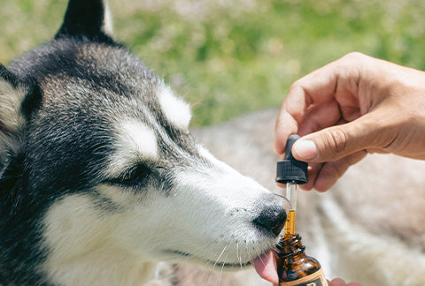Dosing you pet with hemp oil