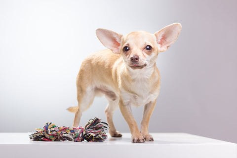 Chihuahua dog and rope toy