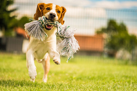 Dog-playing-rope-toy