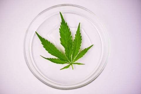 Fresh Marijuana or cannabis sativa weed leaf in Petri dish on white background