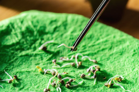 Germinating Cannabis Seeds on a Wet Fabric Cloth with Tweezers