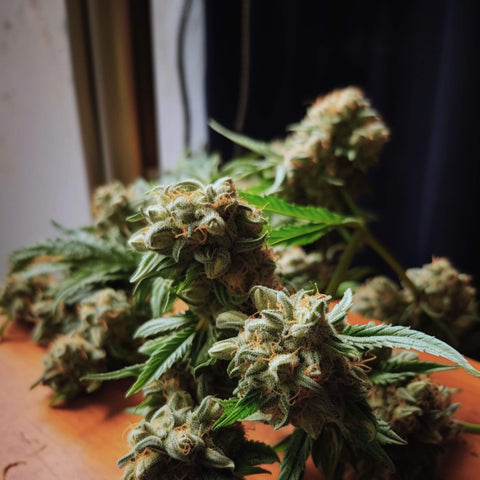 Gorilla Glue #4 S1 Cannabis Seeds - GG4 Strain