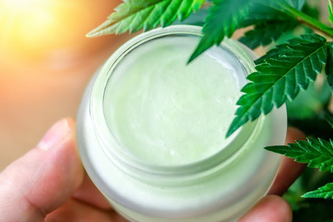 Hand holding Cannabis CBD lotion cream against Marijuana plant