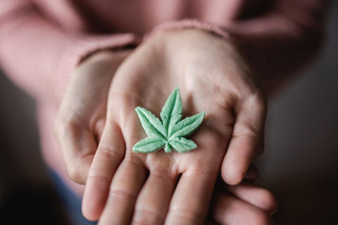 Hands holding edible cannabis leaf for anxiety treatment