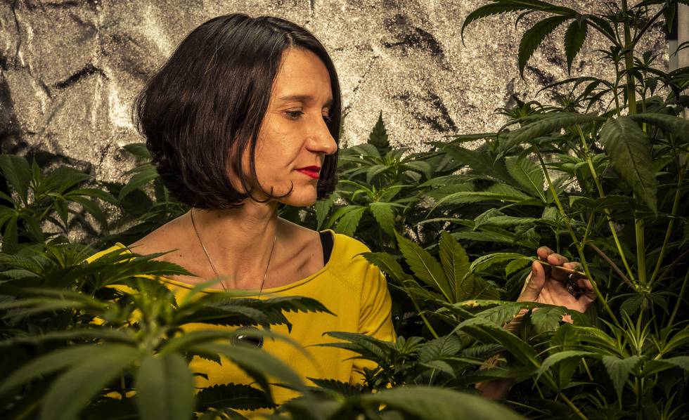 Women in a bunch of cannabis plants