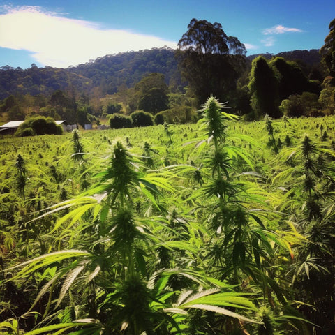 Cannabis Tourism in Nimbin