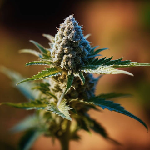 Cannabis Legalisation Debate in Nimbin