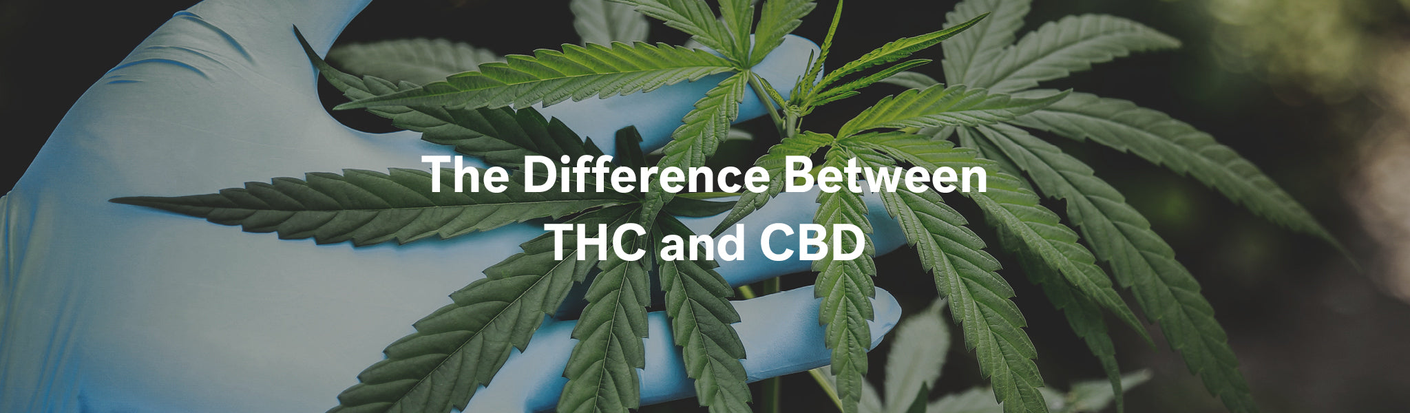 The Difference Between THC and CBD