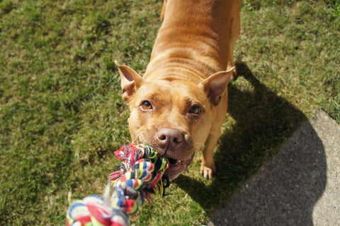 Pitbull Dog with Dog Rope Toy