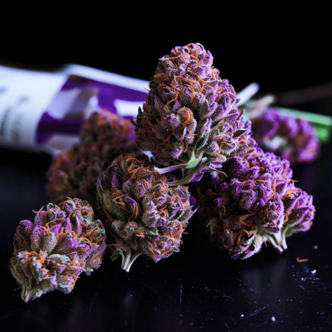 Popular Purple Weed Strains