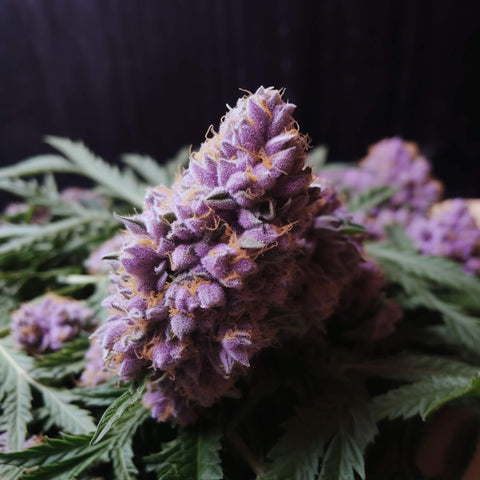 The Genetics of Purple Weed