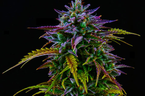 bhang-flower-bud