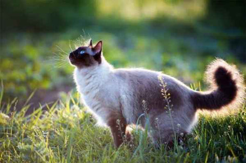 Cats and cannabis