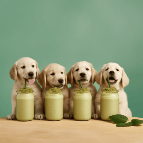 four puppies with their shakes