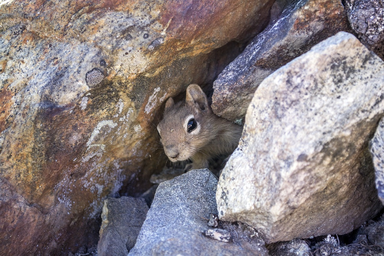 hibernate animals insects