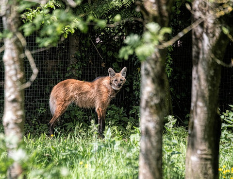 image of a maned wolf