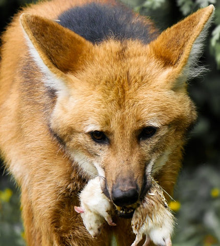 image of a maned wolf and its prey