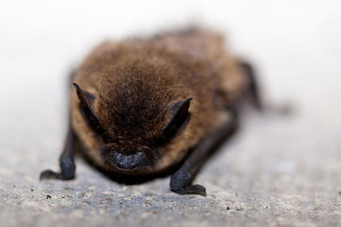image of a brown bat laying
