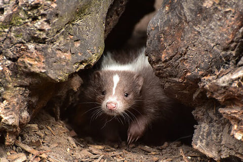 image of a skunk hiding in a burrow, preparing to hibernate