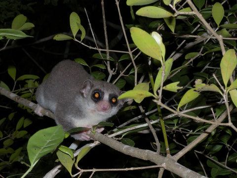 image of a fat tailed dwarf lemur sitting on a tree branch