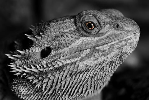 image of a bearded dragon in black and white