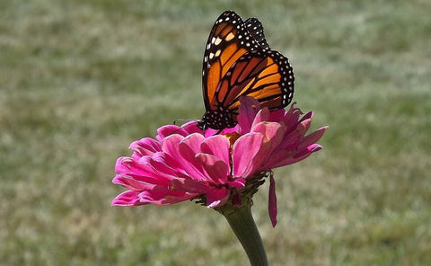 image of a butterfly sitting on a pink flower