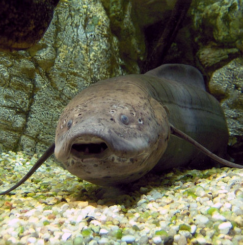 image of an african lungfish resting on the sea bed