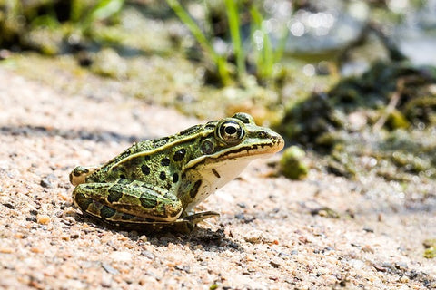 image of a leopard frog sitting on sand