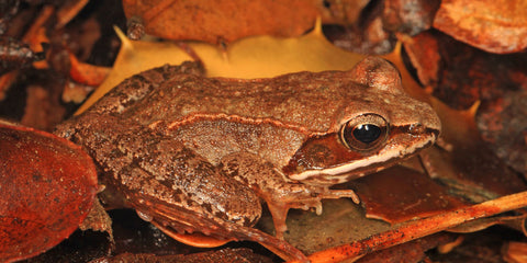 image of a wood frog sitting on a pile of leaves