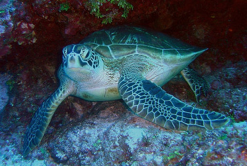 image of a green sea turtle