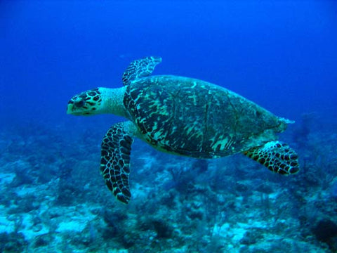 image of a hawksbill sea turtle