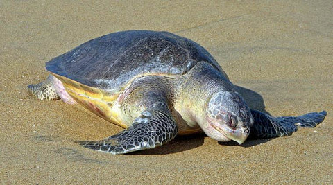 image of an olive ridley sea turtle