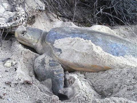 image of a flatback sea turtle