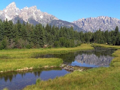 image of a beaver dam built in grand teton national park