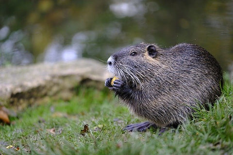 image of a beaver 