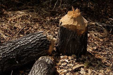 image of a tree fallen by a beaver