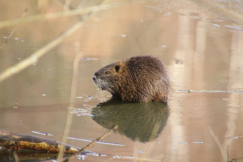 image of a beaver