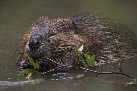 image of a beaver swimming in a river