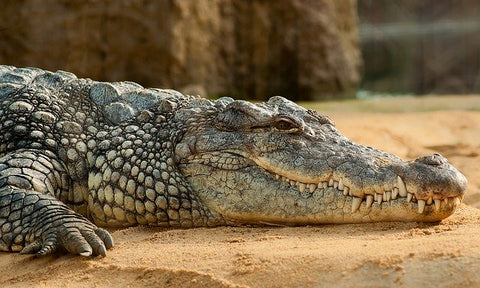 image of a nile crocodile