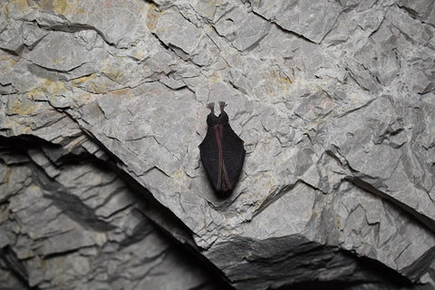 image of a bat in a state of torpor