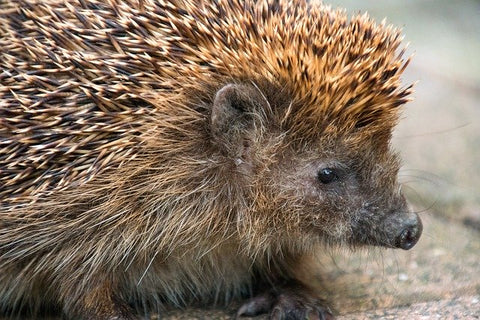 image of a hedgehog