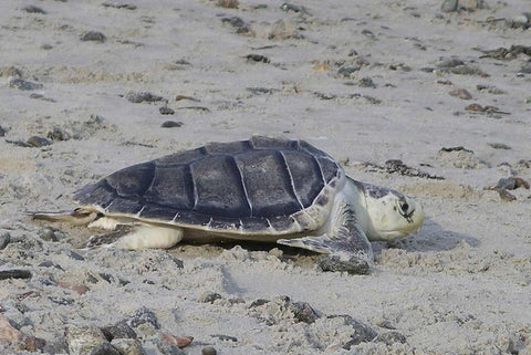 image of a kemp's ridley sea turtle