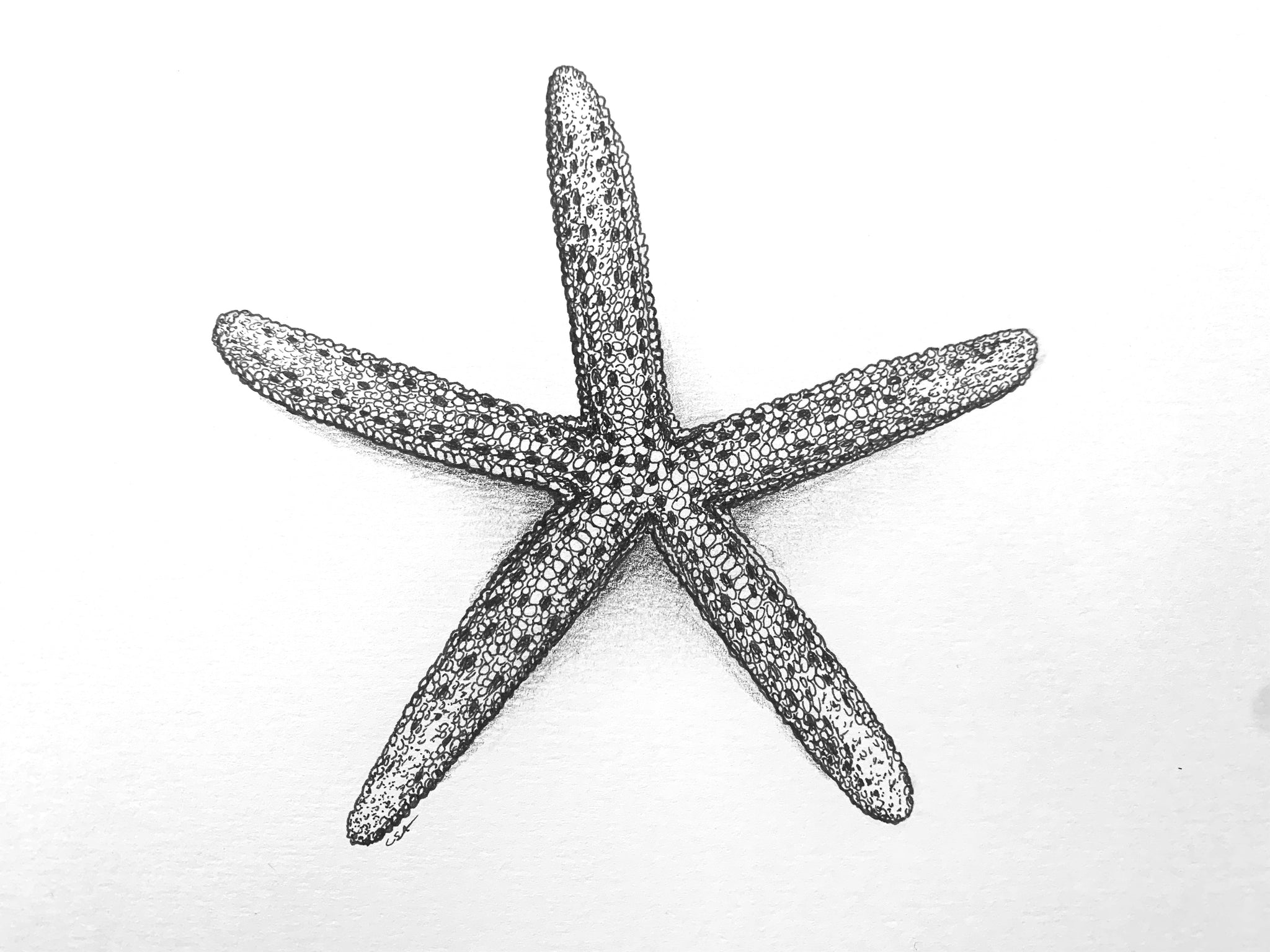 star fish drawing