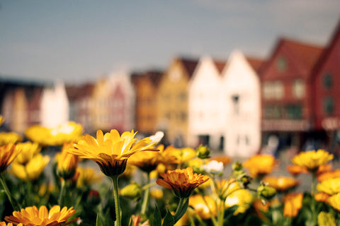 Autumn Flowers with strong fragrance aroma