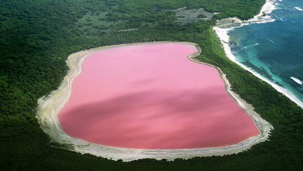 lago rosa hillier