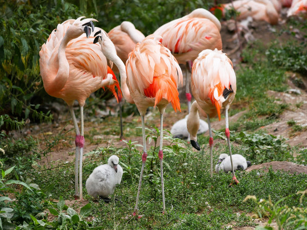 flamencos con sus polluelos