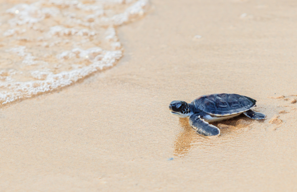 cría de tortuga verde llega al mar