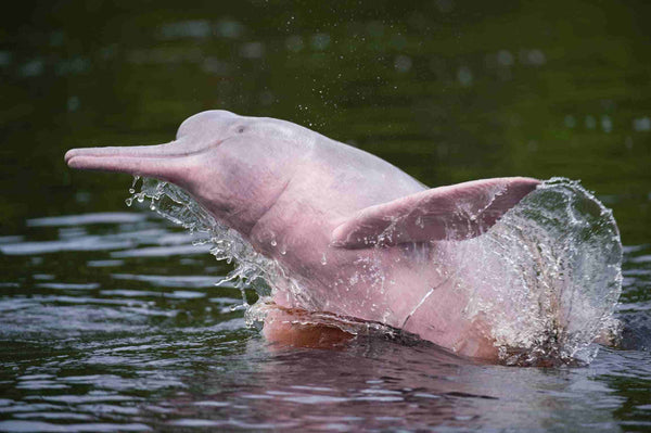 delfín del amazonas